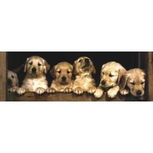  Golden Retriever Puppies   Poster (36x12)