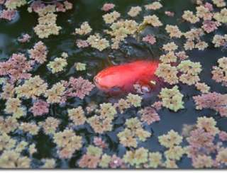 AZOLLA Fairy Moss Pond Plant KOI fish FOOD Bog FREESHIP  