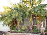 Kentia Palm Best INDOOR Outdoor Tree Coconut 5 GALLON  