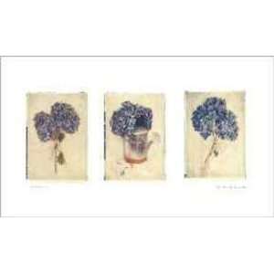  Amy Melious   Hydrangeas Canvas