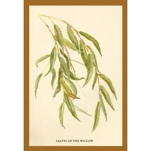  Leaves of the Willow 12x18 Giclee on canvas