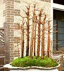Bonsai Tree Dawn Redwood Specimen Grove DRG13STS 1114