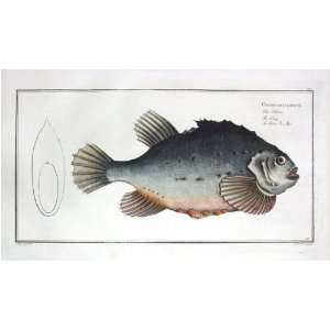  Marcus E Bloch Fish Print   Lump Fish Fine Art 
