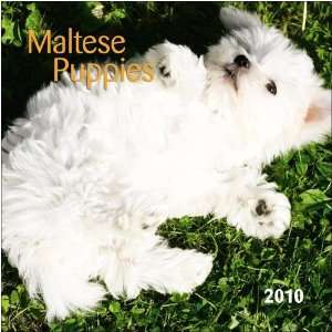  Maltese Puppies 2010 Small Wall Calendar