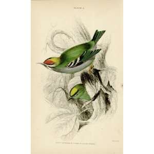   Print of the Fire Crowned & Common Gold Crest  