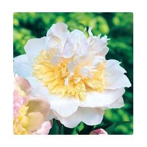  Peony   Deluxe   Top Brass Flower Bulb Patio, Lawn 