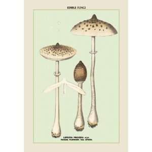  Edible Fungi Parasol Mushroom 16X24 Giclee Paper