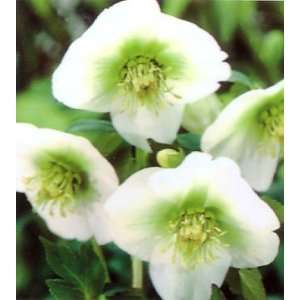  White Lady Lenten Rose Plant Helleborous Orientalis Patio 