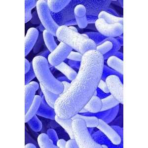  Illustration of the Bacillus Microorganisms   Peel and 