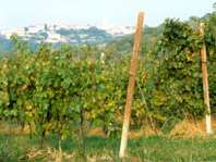 Zenato Winery 