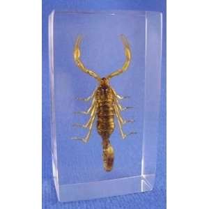  Scorpion  Real Insect Resin Desk Top Display, Paperweight 