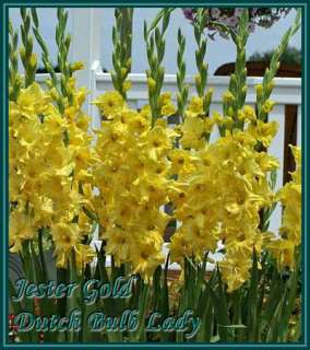 Below all my Gladioli Species, Enjoy and do not forget to read the 