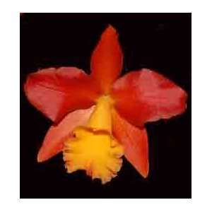  Blc Lily Marie Almas