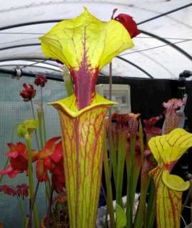 Sarracenia flava var rubricorpora F3, yellow pitcher plant