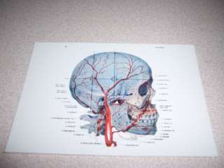 HUMAN HEAD SKULL ARTERY ANATOMY MEDICAL DIAGRAM POSTCARD  