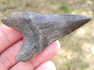 Extinct Mako Fossil Shark Tooth Teeth 2.5 LONG DAGGER  