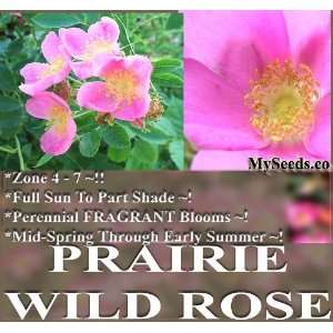  10 Prairie Wild Rose Seeds FRAGRANT WILDFLOWER SEEDS 