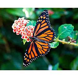   Monarch Butterfly Spread Wings on Lantana Photo Art  
