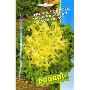  Pagano 1722 Endive (Indivia) Curly Seed Packet Patio 