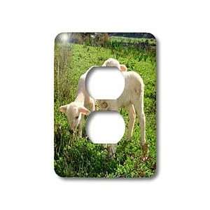 Taiche Photography   Farm Animals Lambs   Light Switch Covers   2 plug 