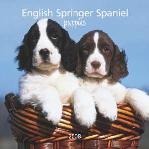 English Springer Spaniel Puppies 2008 Mini (German, French 