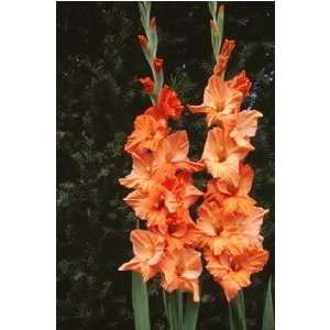  Gladiola Orange Sherbert 14 up cm. 100 pack Patio, Lawn 