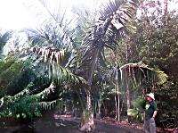 Dypsis prestoniana Palm Manambe Cousin LIVE Tree Plant  