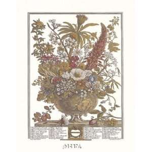  Twelve Months of Flowers, 1730/December by Robert Furber 