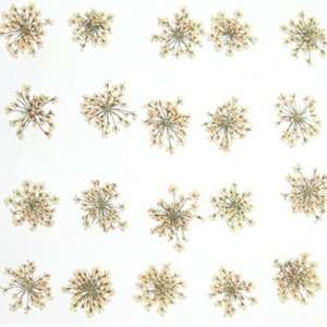Silver J Pressed flowers, 2 packs. Natural dried Queen Annes lace 
