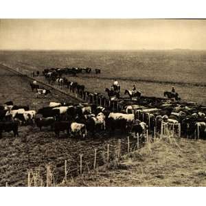  1938 Argentina Pampas Gauchos Cattle Ranch B/W Print 