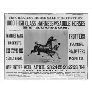 Historic Print (M) The Greatest Horse Sale of the Century   1000 High 