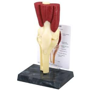 GPI Anatomical Muscled Knee Model  Industrial & Scientific
