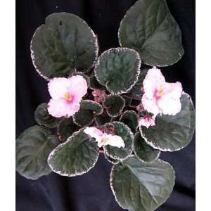  Tradition Pink African Violet Patio, Lawn & Garden