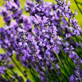 100% pure food grade lavender essential oil  