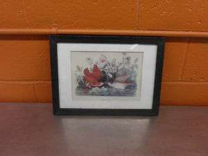 Key West Quail Dove. Framed Picture. W37.  