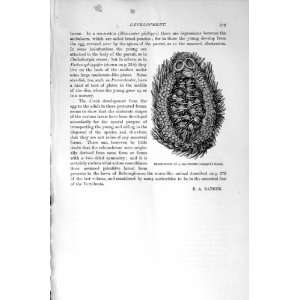 NATURAL HISTORY 1896 BROOD POUCH SEA URCHIN PRINT