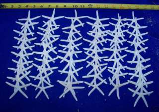 60 WHITE FINGER STARFISH STAR FISH crafts SEASHELLS  