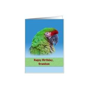  Birthday, Grandson, Green Parrot Card Toys & Games