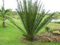 Whitelocks Cycad Encephalartos whitelockii RARE Fast  