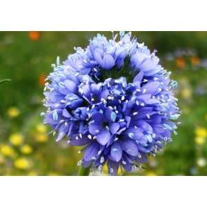  Globe Gilia   1,000 Seeds Patio, Lawn & Garden