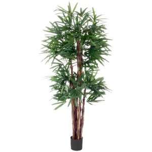  Raphis Palm Tree 6.5 Ft  789 Leaves Patio, Lawn & Garden