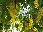   Chain tree ~Laburnum Anagyroides  15 Seeds Bright Yellow~ Fast Growing
