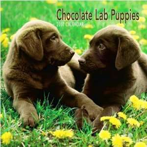  Chocolate Lab Puppies 2010 Small Wall Calendar Office 