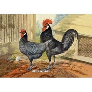  Andalusians (Chickens) 16X24 Canvas