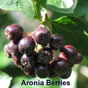Viking Black Chokeberry Plant  Aronia Shrub/Bonsai/Wine  