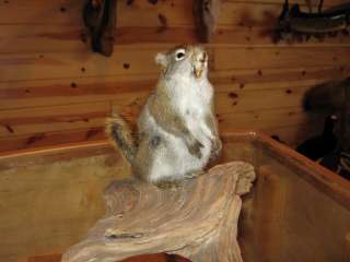 Beautiful Adorable Eurasian Red Squirrel Taxidermy Mount Art Wildlife 