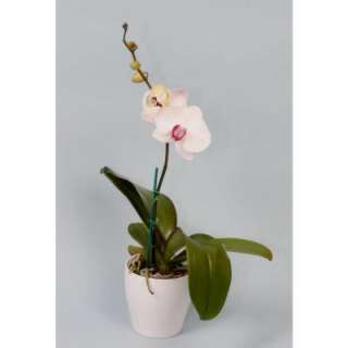 Kerrys Nursery Inc. White Phal Orchid in European Pottery PO4EPW at 