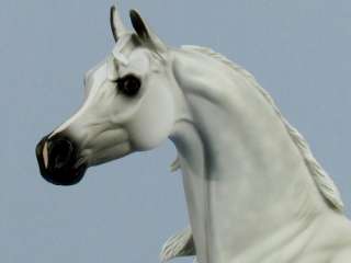 FCM~Peter Stone~Dappled Grey Arabian Stallion~ARMADA~  