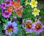 Staudensamen, Samen einjährige Blumen Artikel im Charlottes 