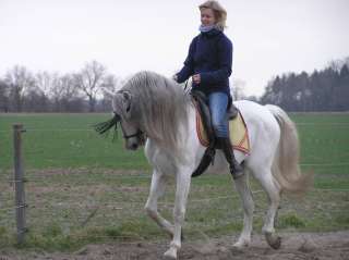 Reiten auf Spanischen Pferden in Niedersachsen   Schwarme  Pferde 